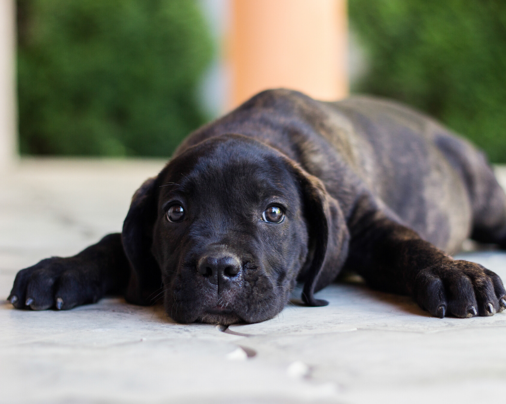 Vitamins for hotsell labrador puppy